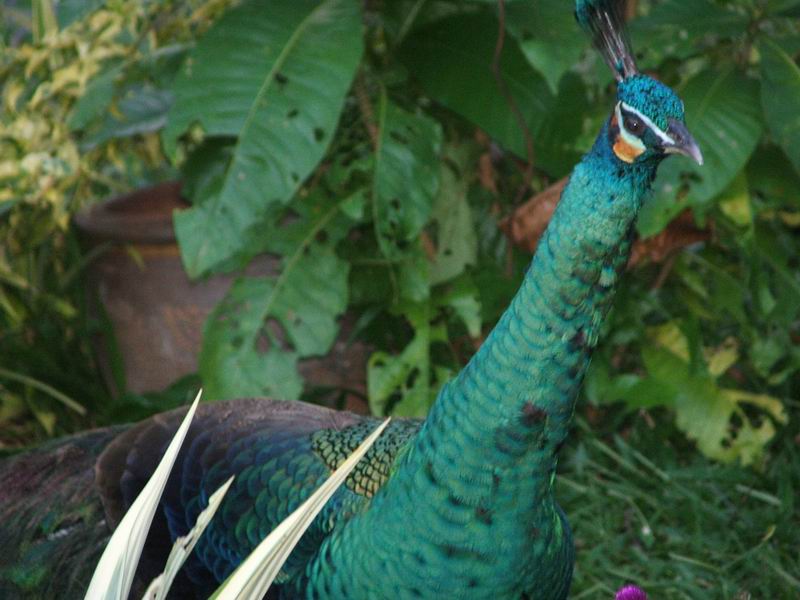 Peacock , Analyo ,Payao ,Thailland